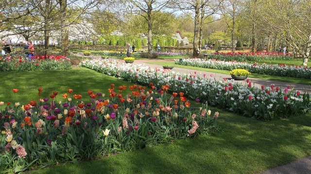 2014-04-17 Holland Tulips 15.jpg